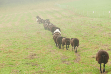 images/Unsere-Tiere/schnurschafe 2021.png
